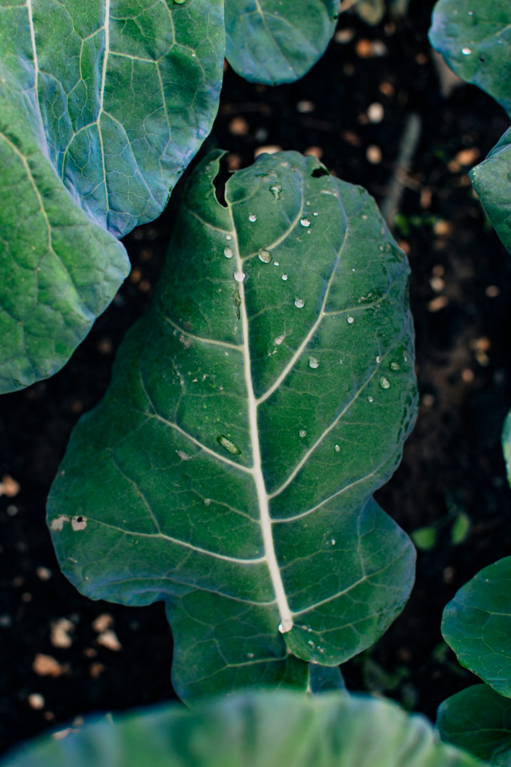 a close up of a leaf