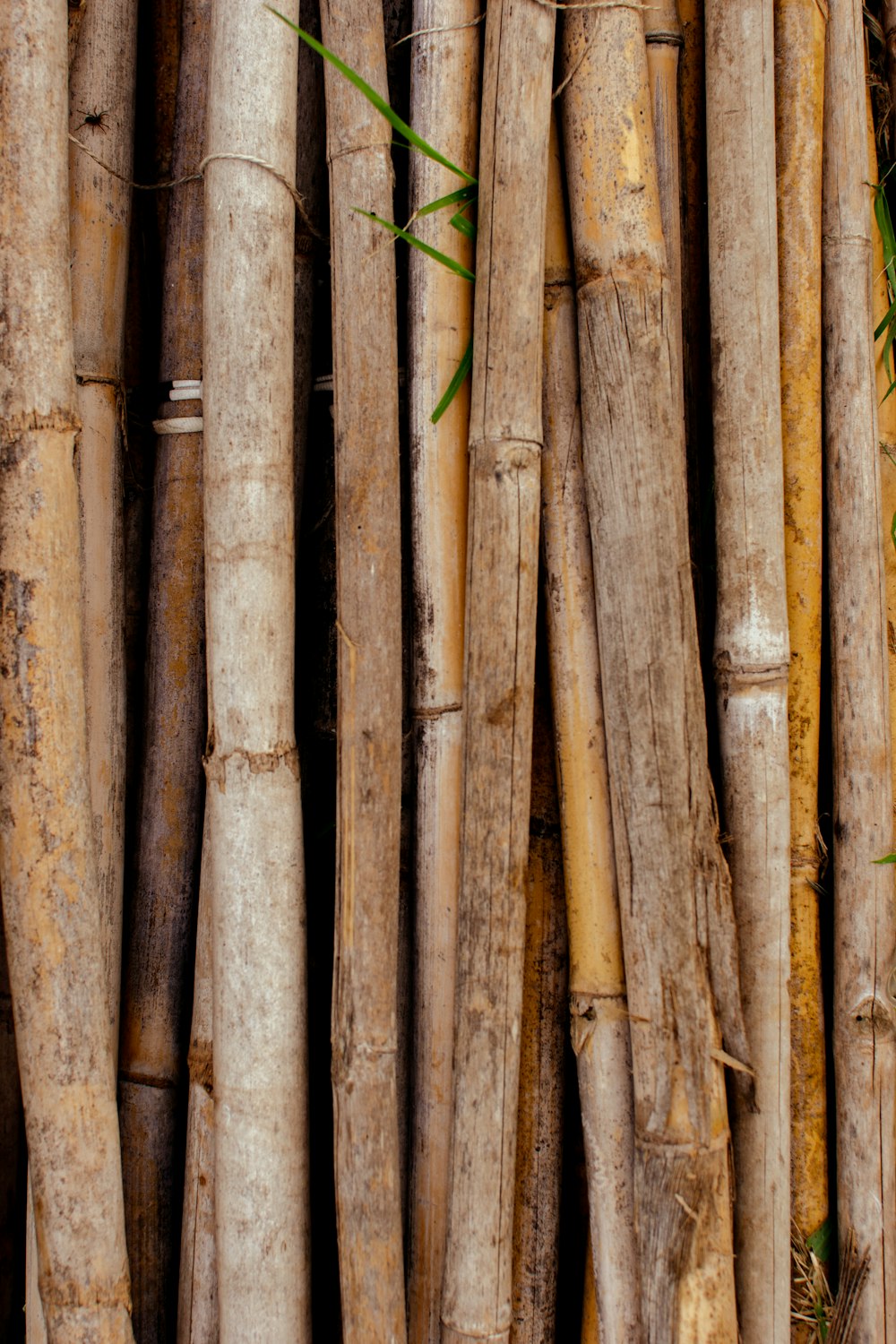 a group of bamboo
