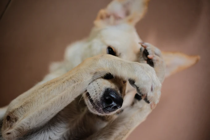 Dog scratching dry dull coat