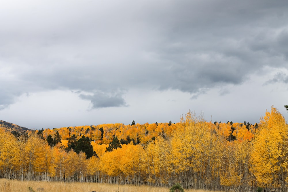 a field of yellow trees