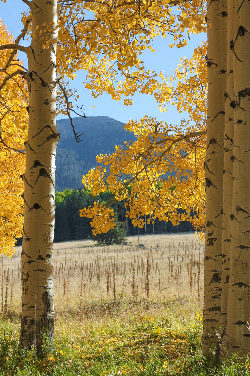 a tree with yellow leaves