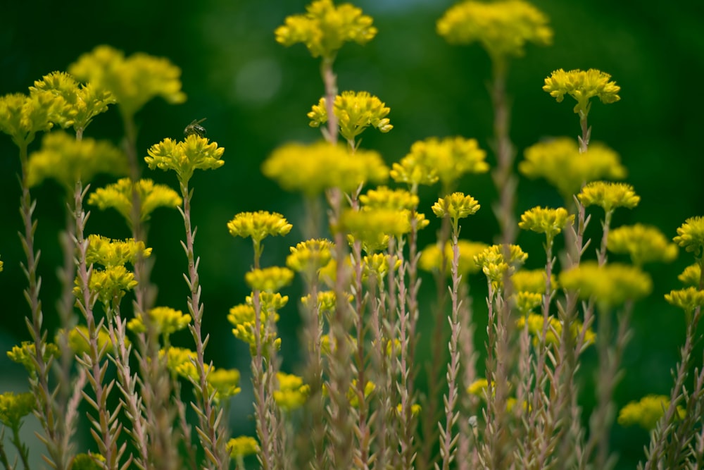 a field of yellow flowers