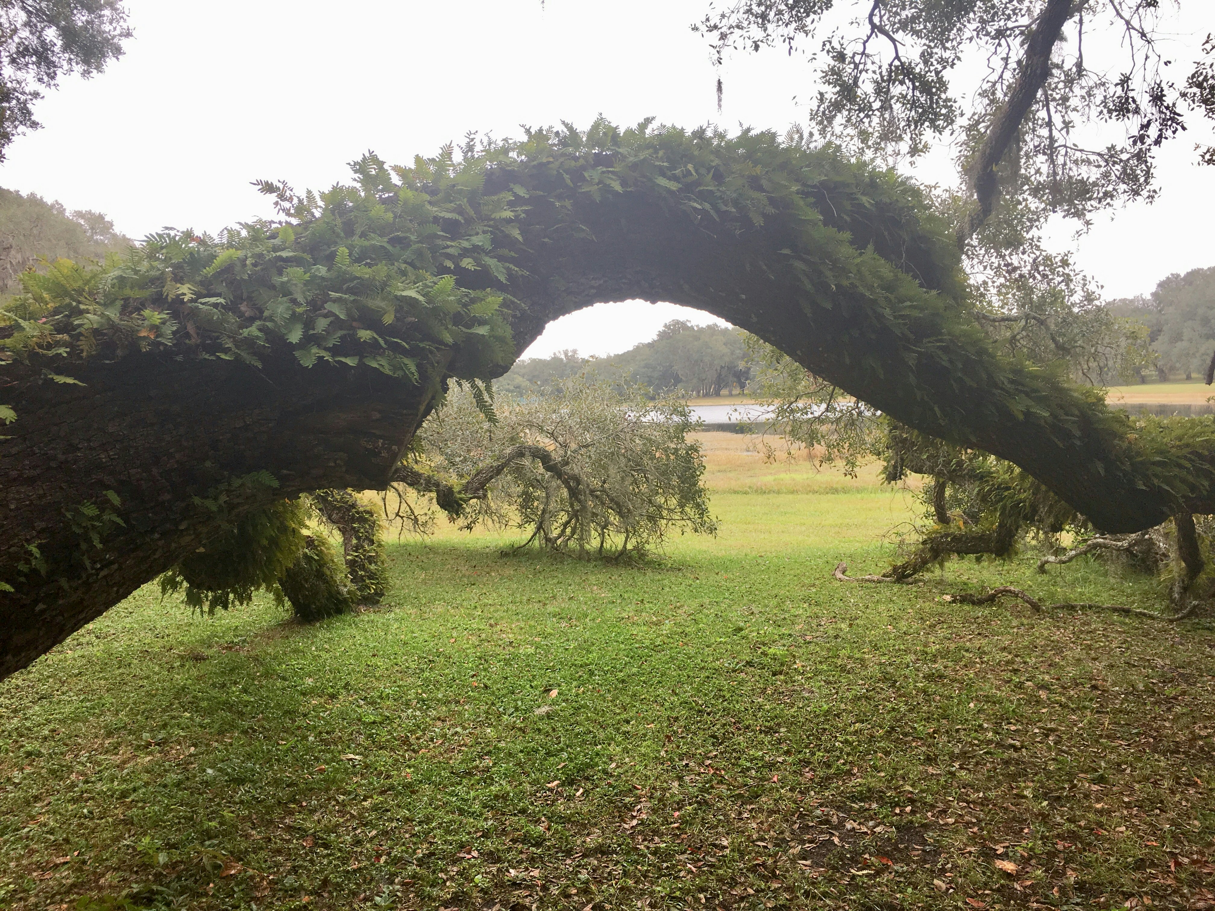a grassy area with trees and bushes