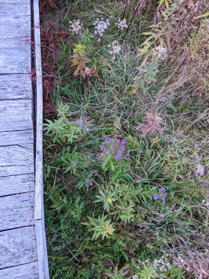 Close-up of vibrant tropical flowers blooming beside the boardwalk, highlighting the region’s natural beauty.