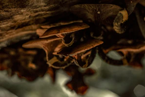 Close-up of a vibrant shiitake mushroom cluster on a rustic wooden surface.
