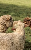 A close-up of fluffy Southdown Babydoll sheep nestled together on soft grass.