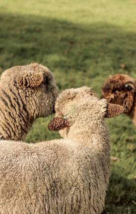 A close-up of fluffy Southdown Babydoll sheep nestled together on soft grass.