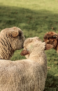 Fluffy Wool Sheep