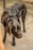 A black Labrador Retriever stands on a rough outdoor surface, wearing a harness. The dog's coat is shiny, and its eyes are directed downward with a calm expression. Part of a person's leg wearing tan pants is visible next to the dog.