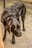 A black Labrador Retriever stands on a rough outdoor surface, wearing a harness. The dog's coat is shiny, and its eyes are directed downward with a calm expression. Part of a person's leg wearing tan pants is visible next to the dog.