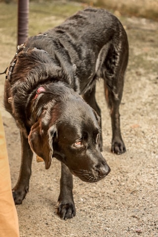 A black Labrador Retriever stands on a rough outdoor surface, wearing a harness. The dog's coat is shiny, and its eyes are directed downward with a calm expression. Part of a person's leg wearing tan pants is visible next to the dog.