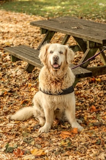 A happy golden retriever wearing a bandana, sitting on a park bench surrounded by autumn leaves.