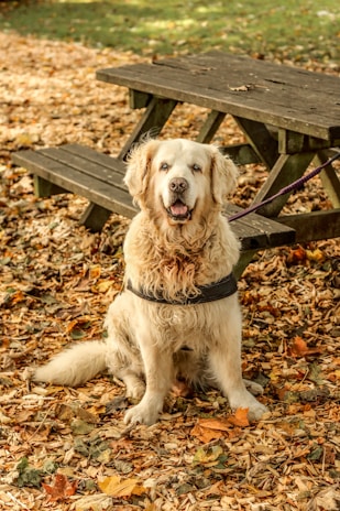 A happy golden retriever wearing a bandana, sitting on a park bench surrounded by autumn leaves.
