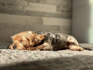 a dog lying on the ground