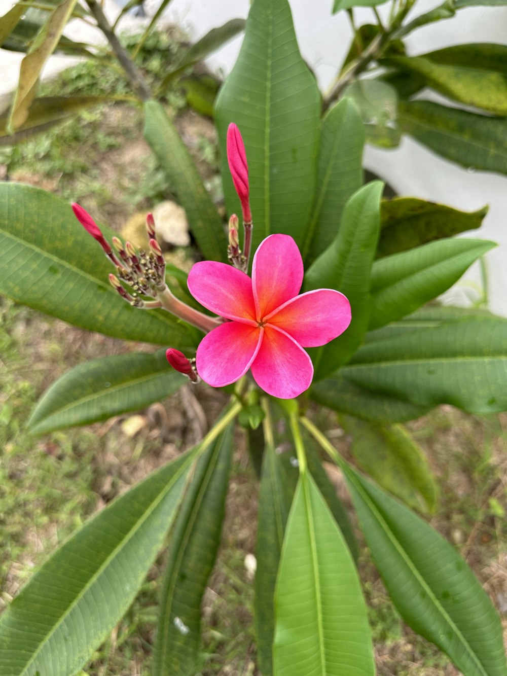 a flower with a bee on it