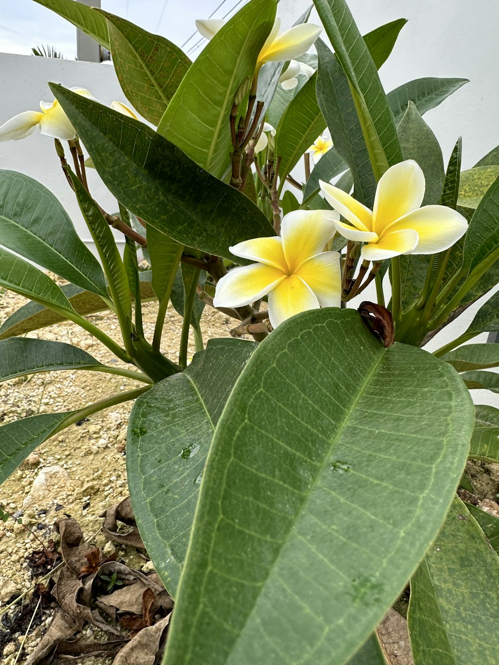 a plant with flowers