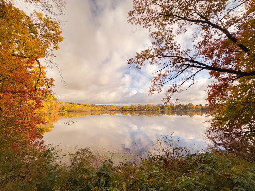 a lake surrounded by trees