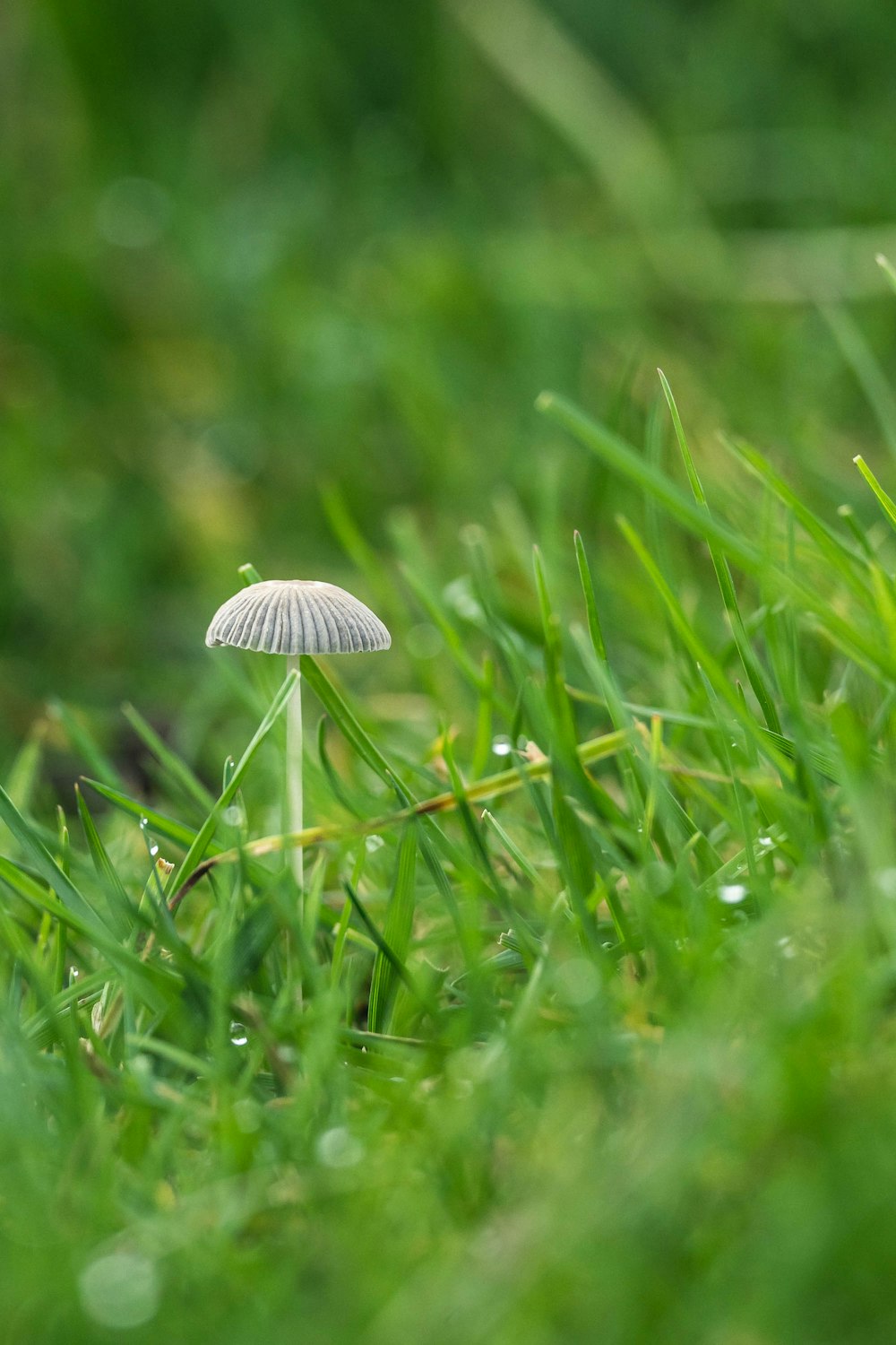 un champignon poussant dans l’herbe