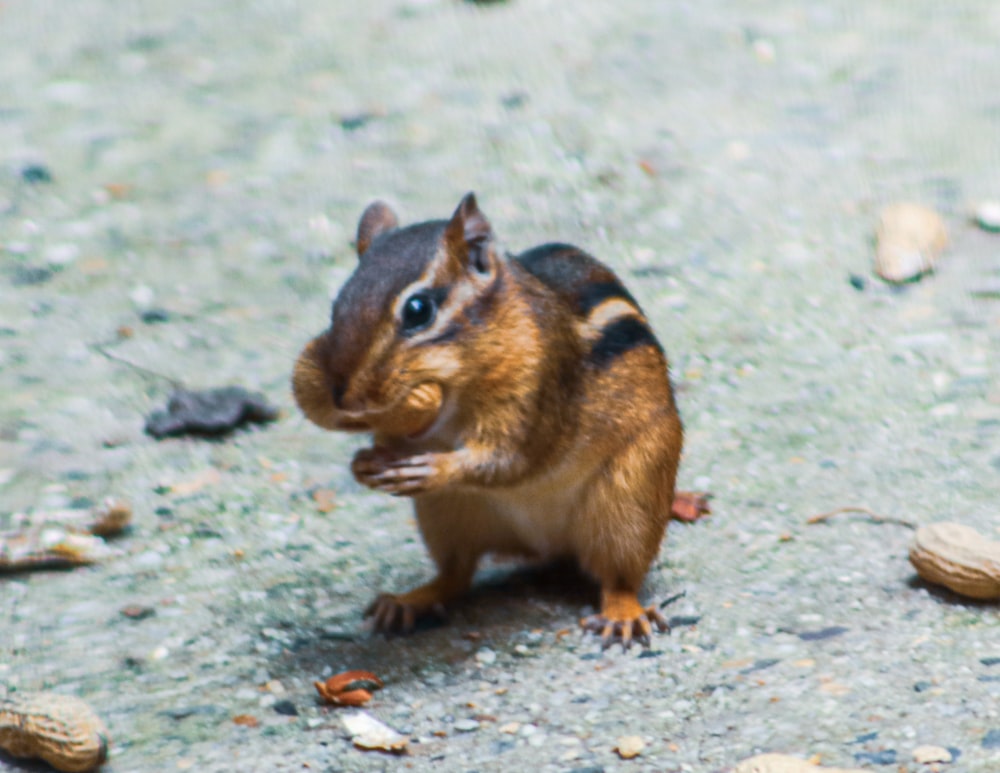 a squirrel standing on the ground