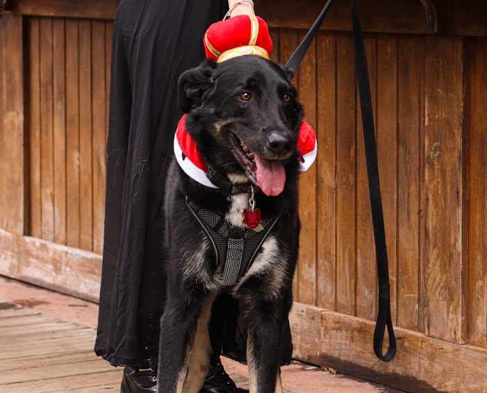 a dog wearing a garment