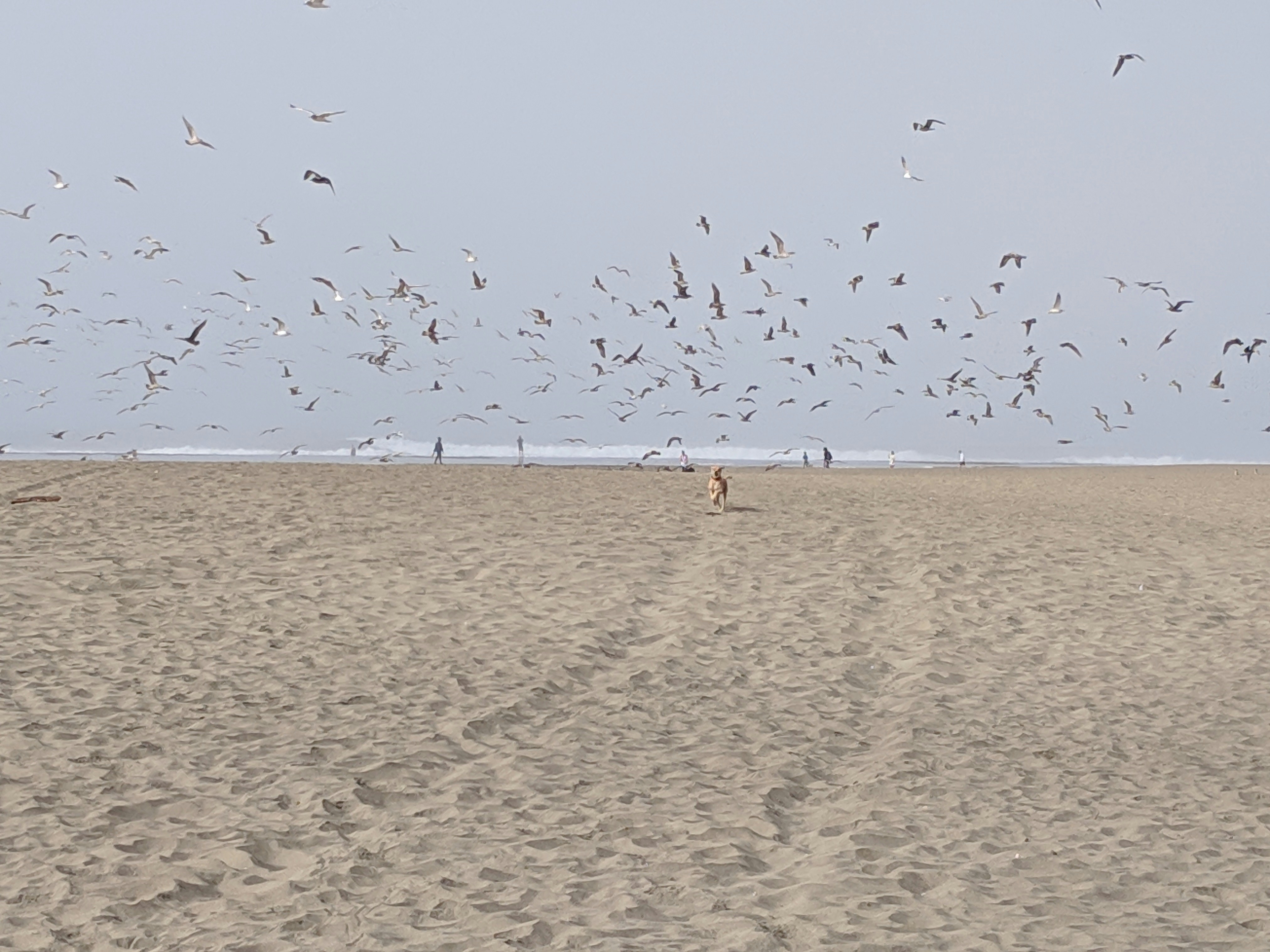 A flock of birds flying over a beach photo – Free Animal Image on Unsplash
