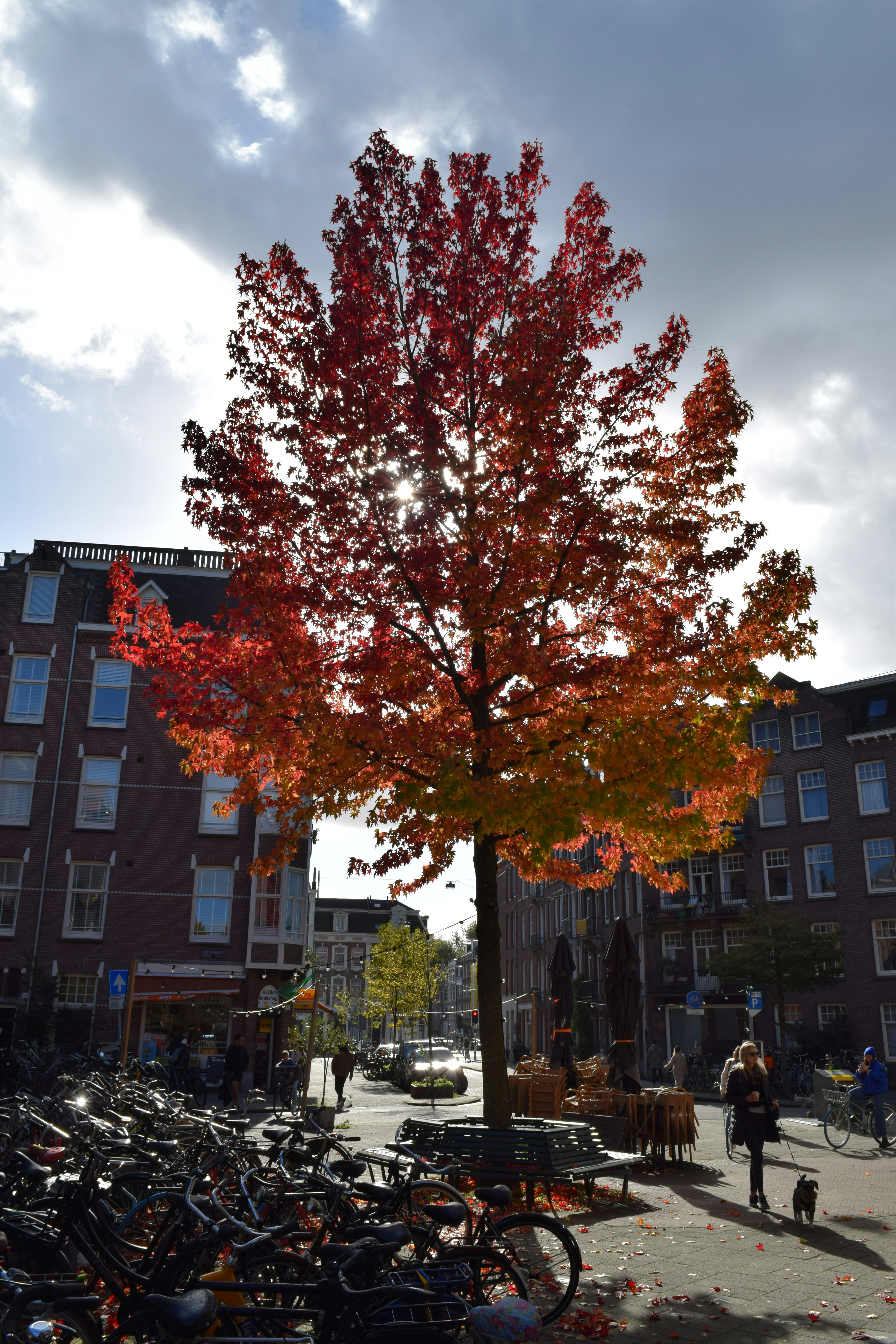 Un arbre aux feuilles rouges photo – Photo Arbre Gratuite sur Unsplash