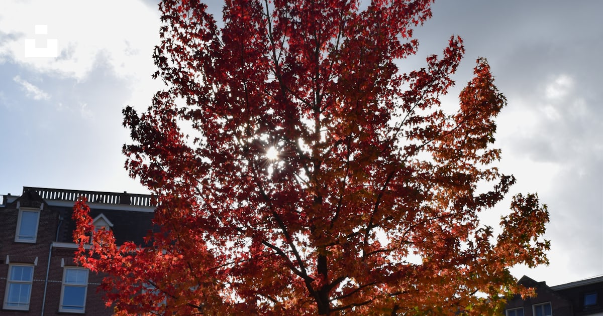 Un arbre aux feuilles rouges photo – Photo Arbre Gratuite sur Unsplash