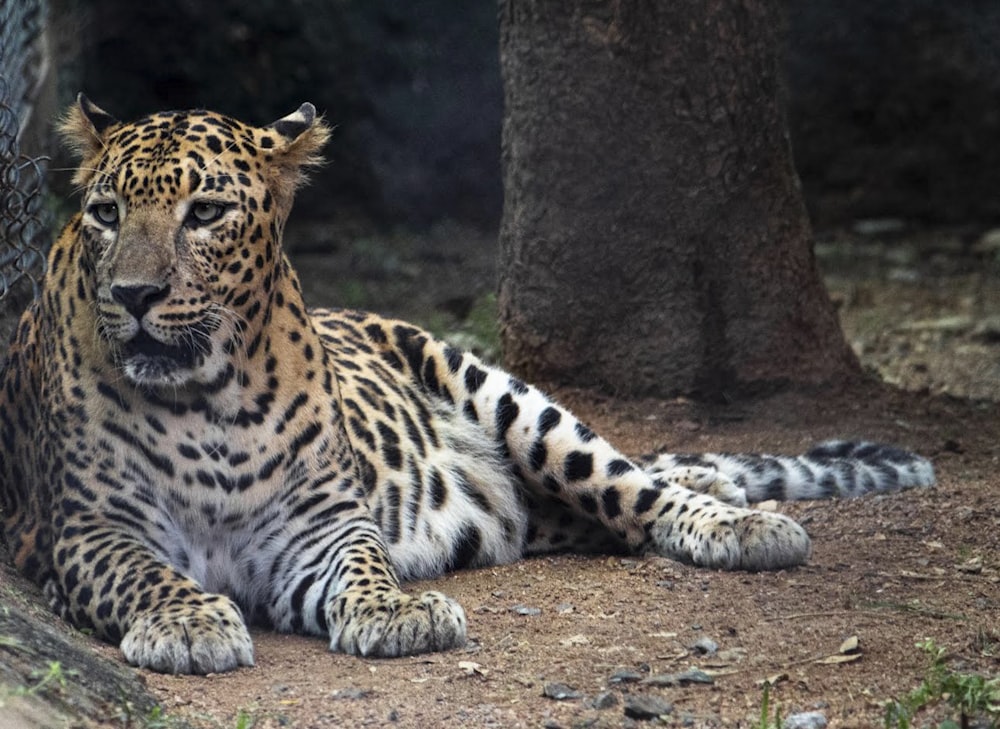 a cheetah lying down