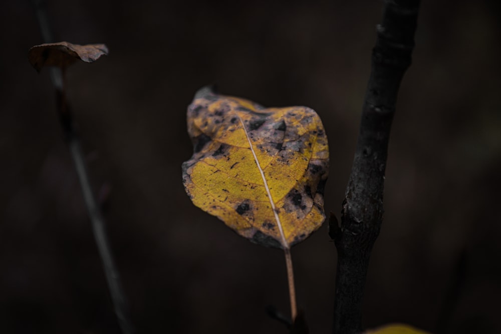 a yellow leaf on a branch