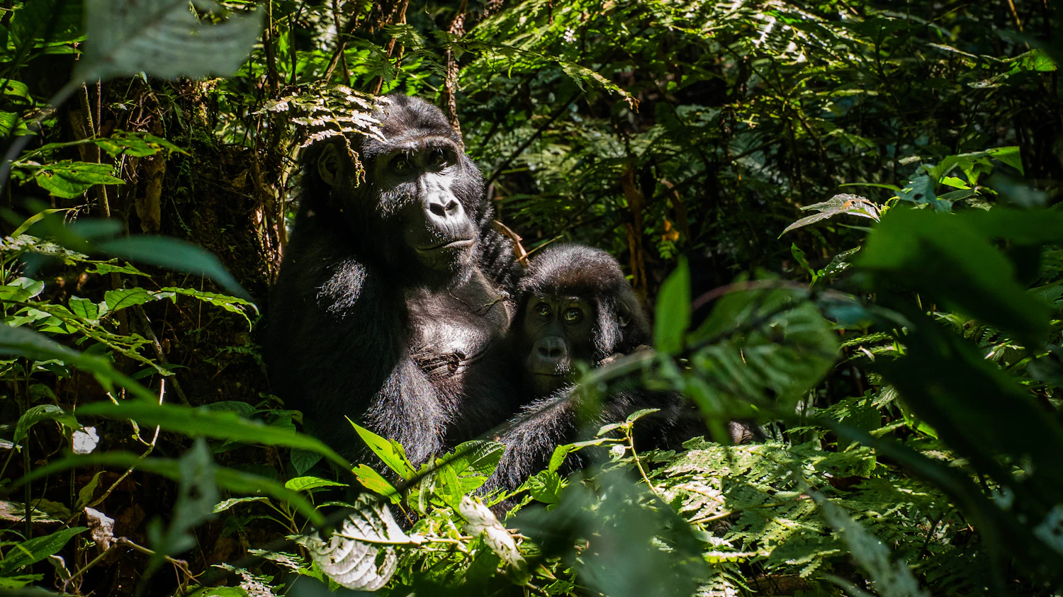 Mountain gorilla in Uganda's tropical rainforest