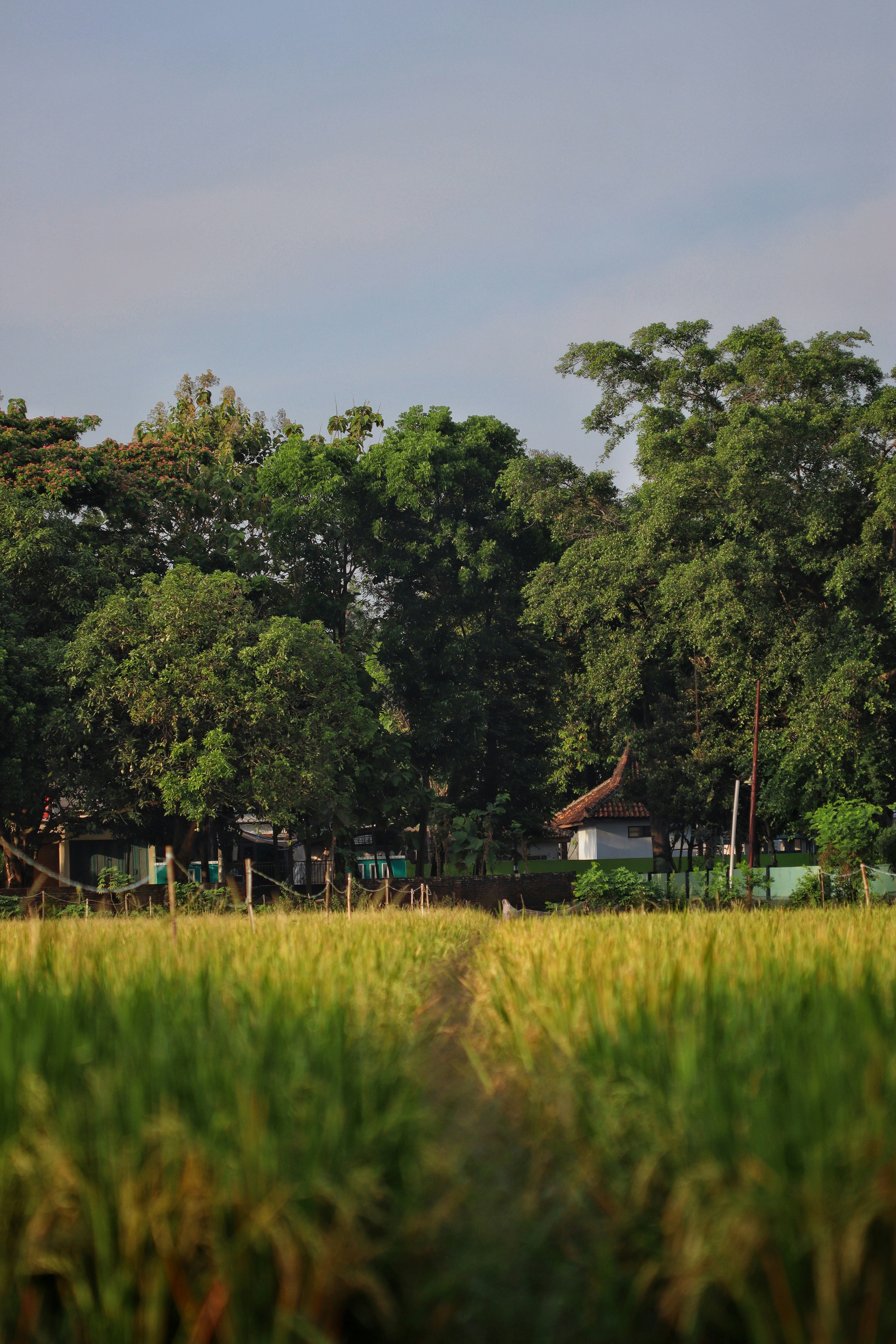 Photo by satriawardhana