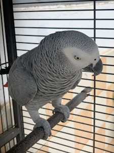 Bird Activity Toy