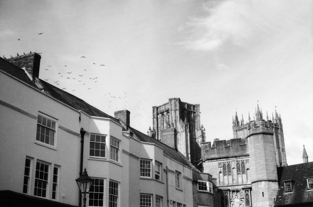 birds flying over buildings