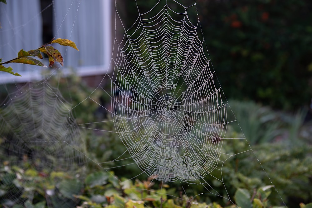 a spider web with a spider in it