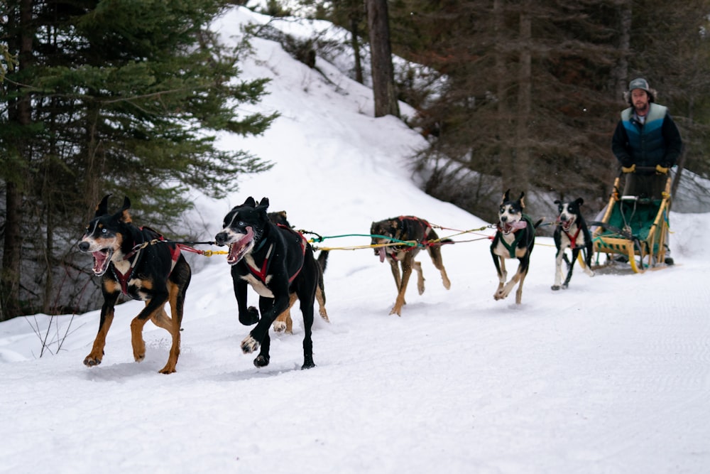 a group of dogs pulling a sled