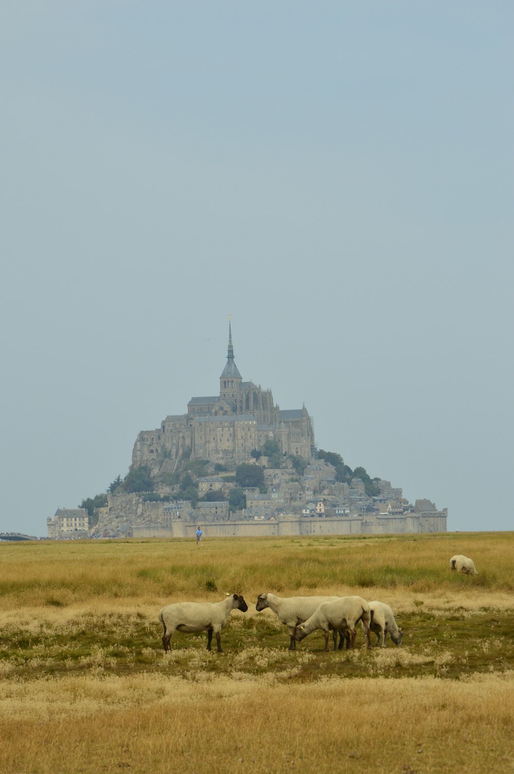 a group of sheep grazing in front of a large building with Mont Saint-Michel in the background