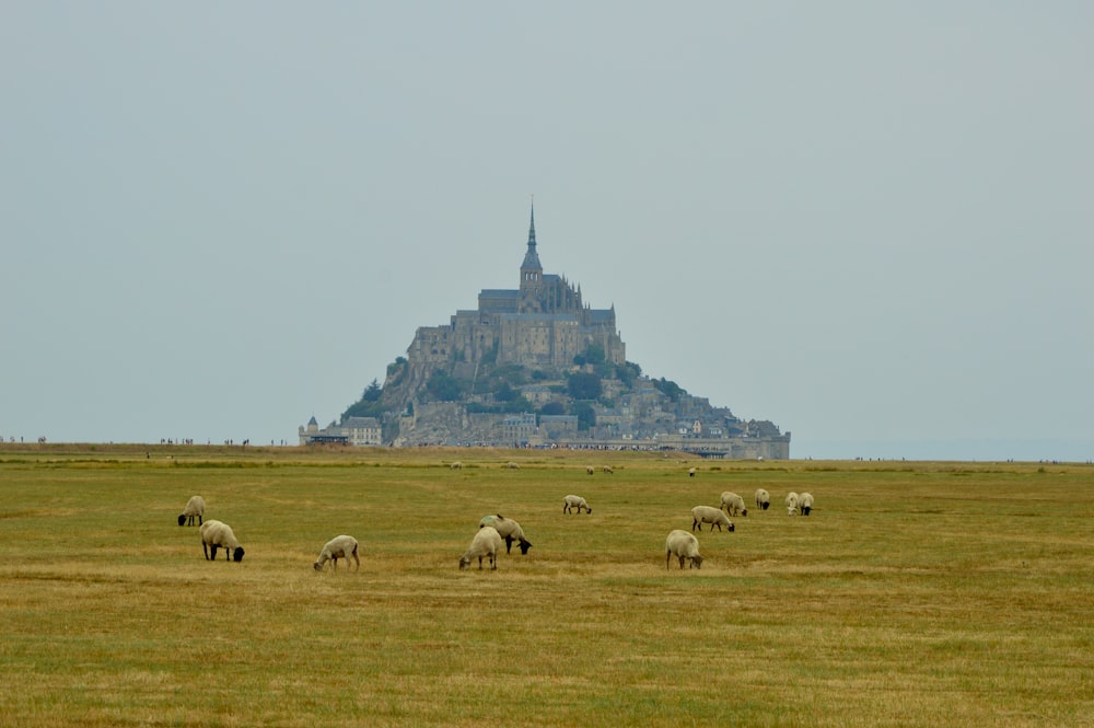 a group of sheep grazing in a field with Mont Saint-Michel in the background