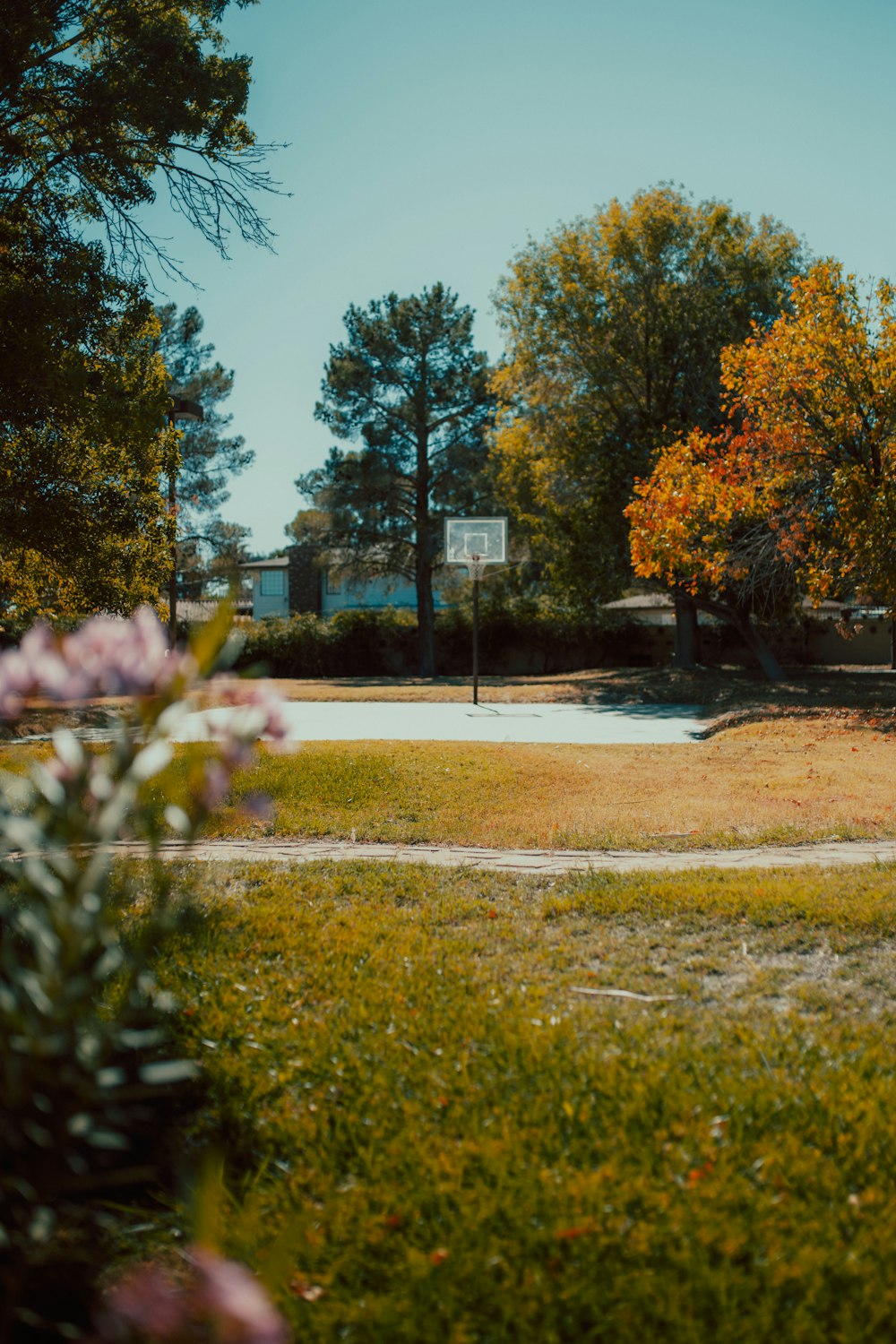 a road with trees on the side