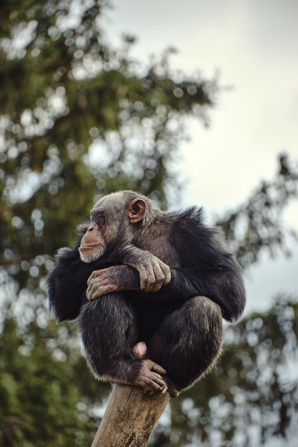 a monkey sitting on a tree branch