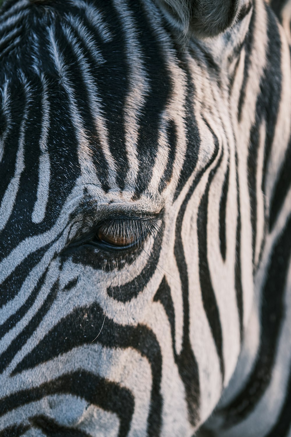 a close up of a zebra