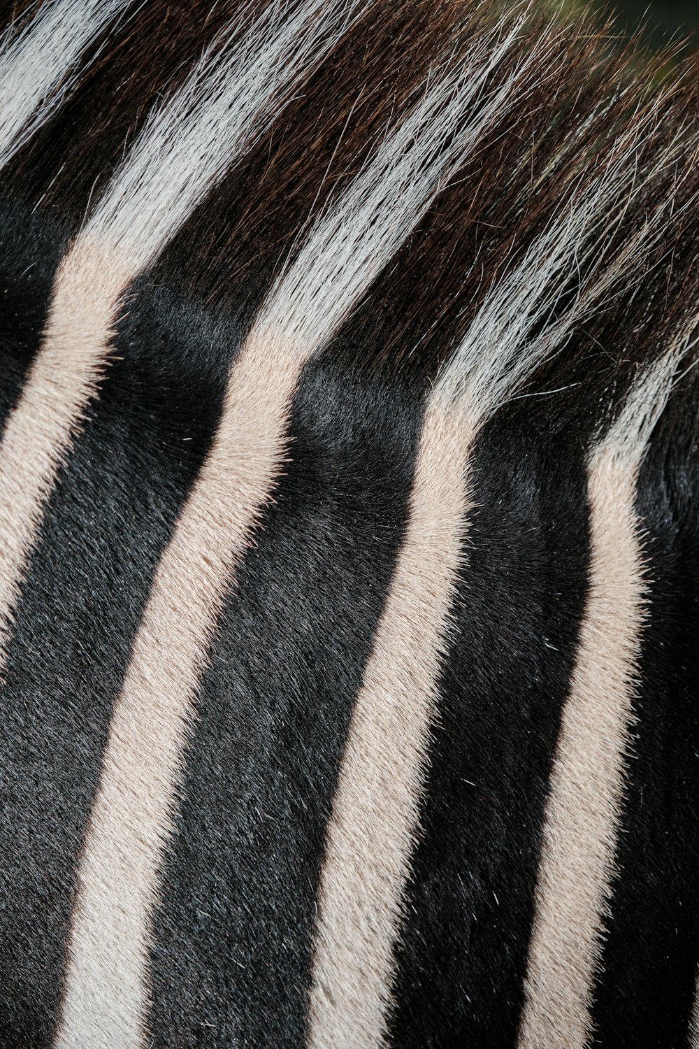 Un primo piano della criniera di una zebra