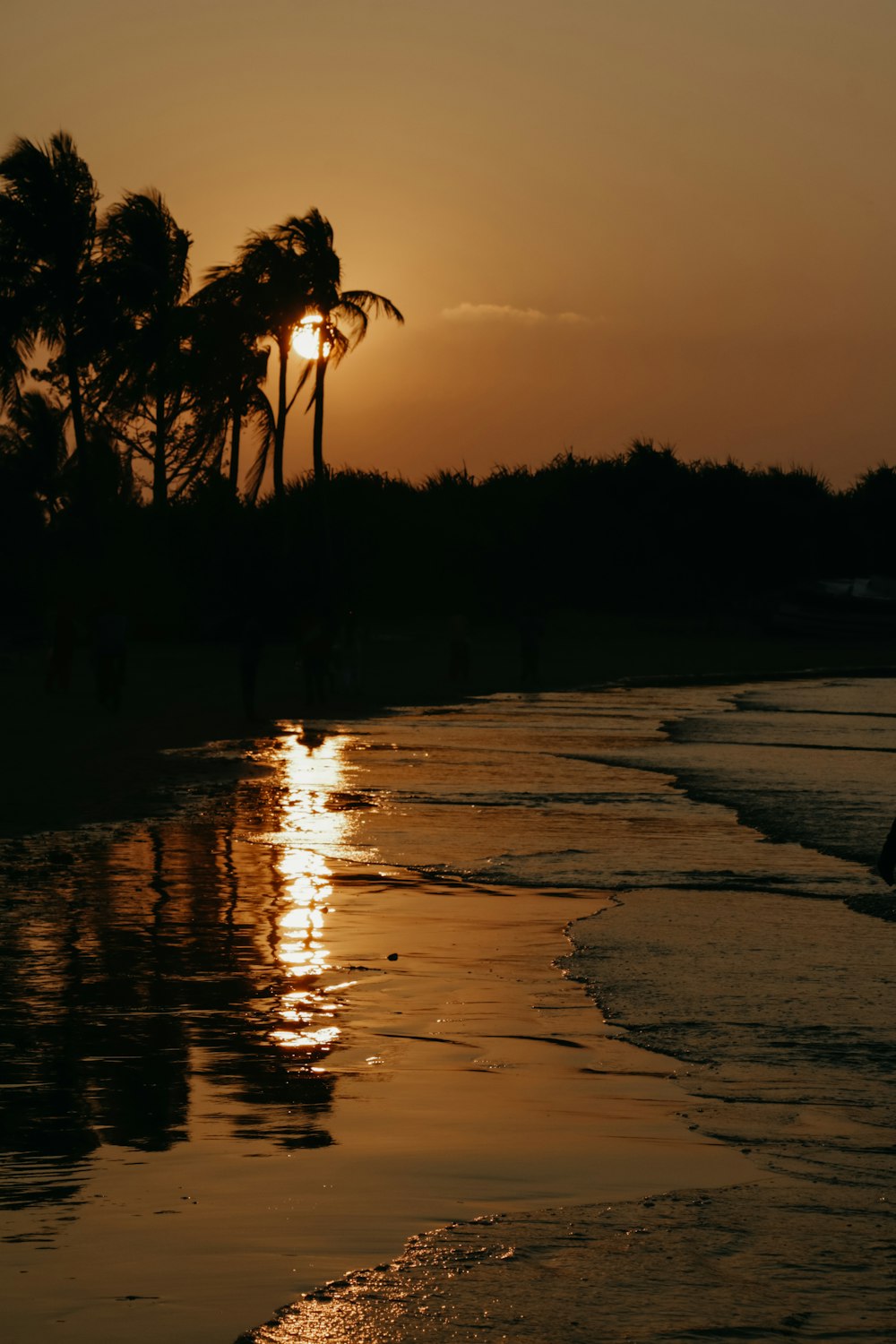 a beach with trees and the sun setting