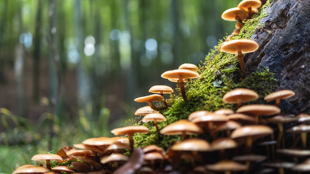 a group of mushrooms growing in the grass