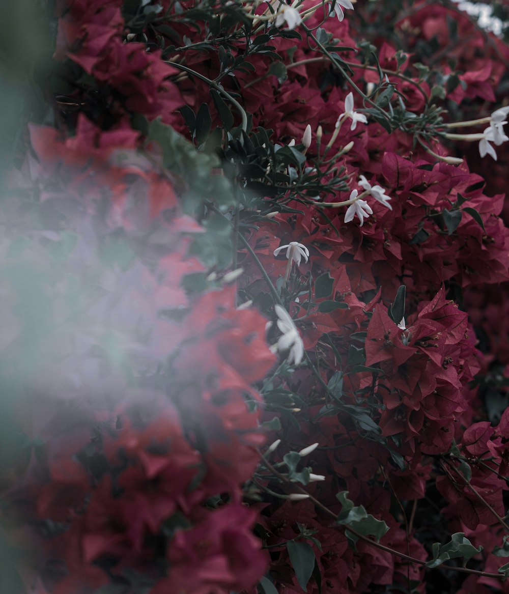 a close up of some flowers