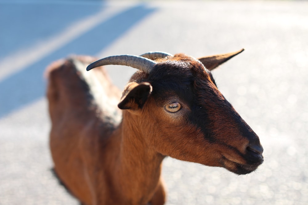 a goat with horns