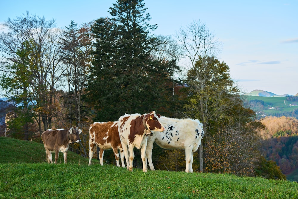 a group of cows in a meadow