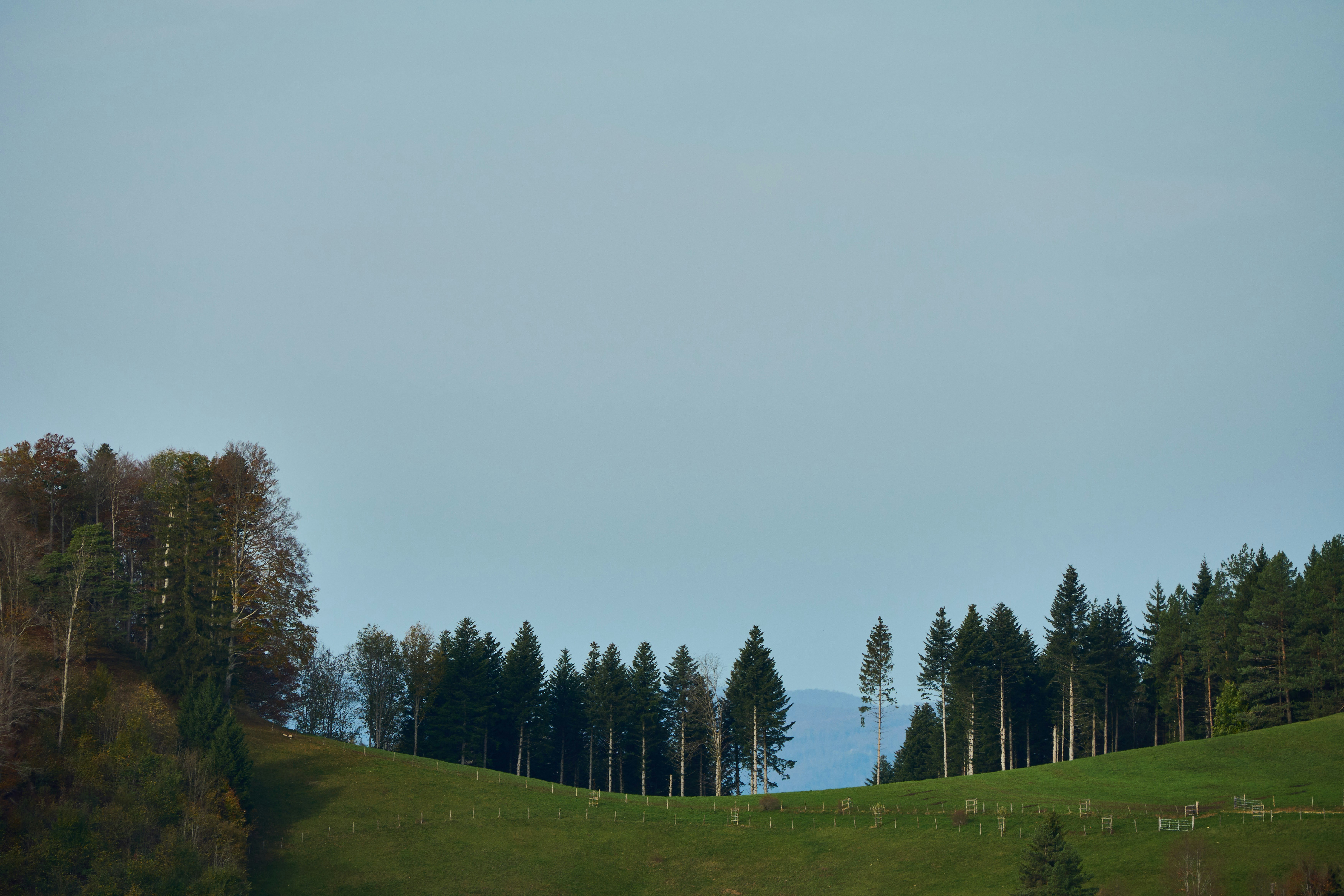 Photo by wolfgang_hasselmann