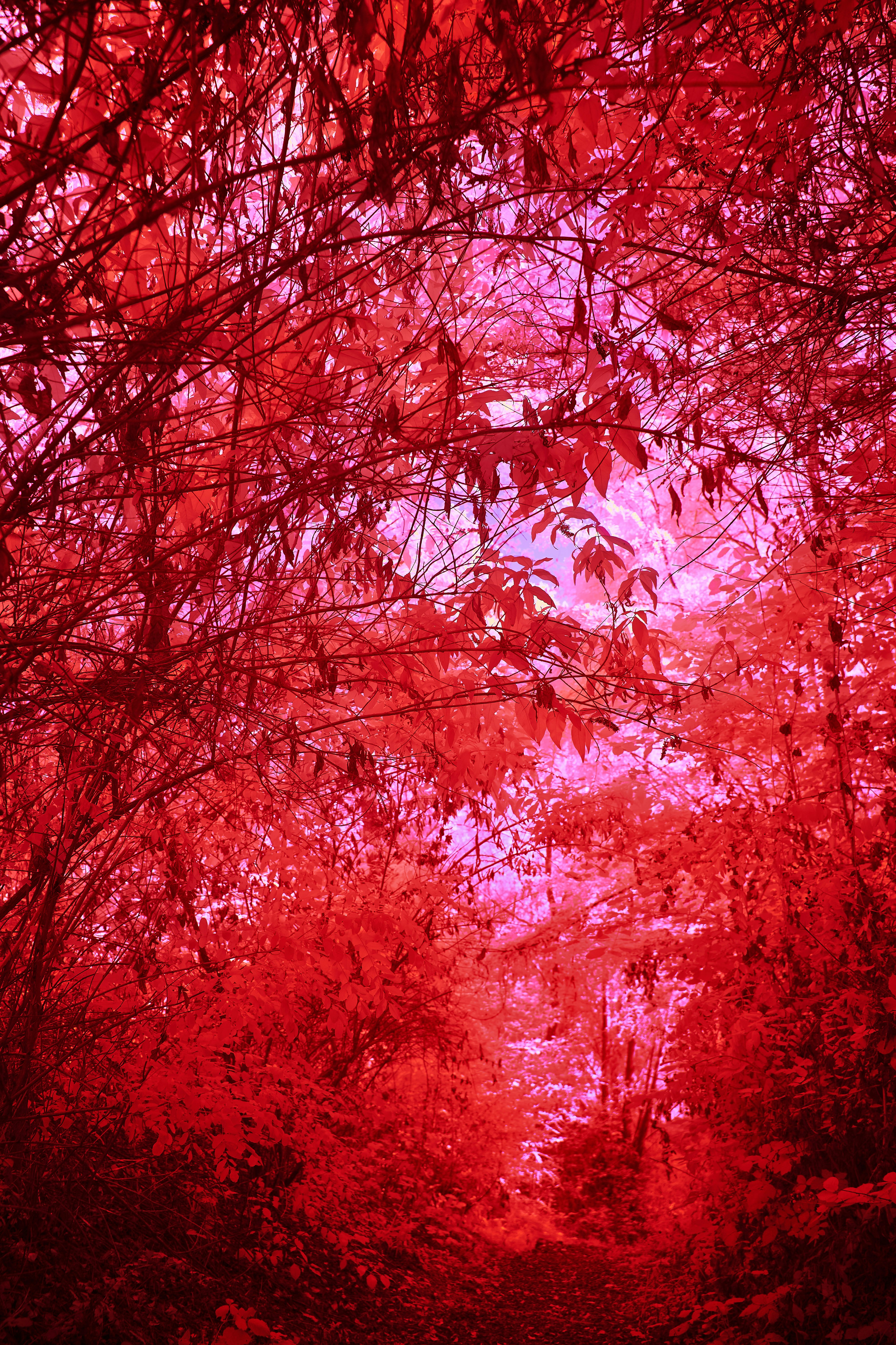 Photo by wolfgang_hasselmann