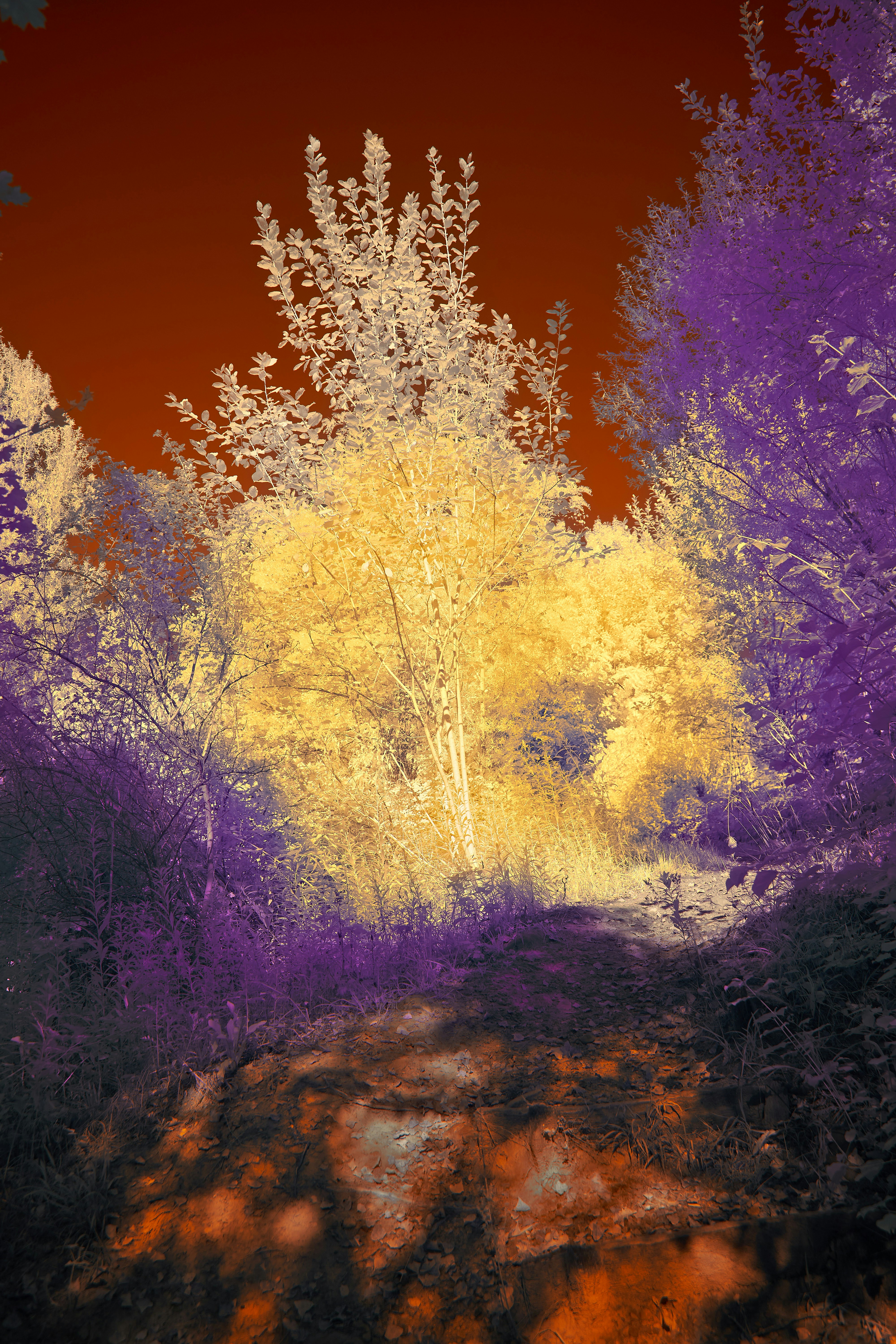 Photo by wolfgang_hasselmann