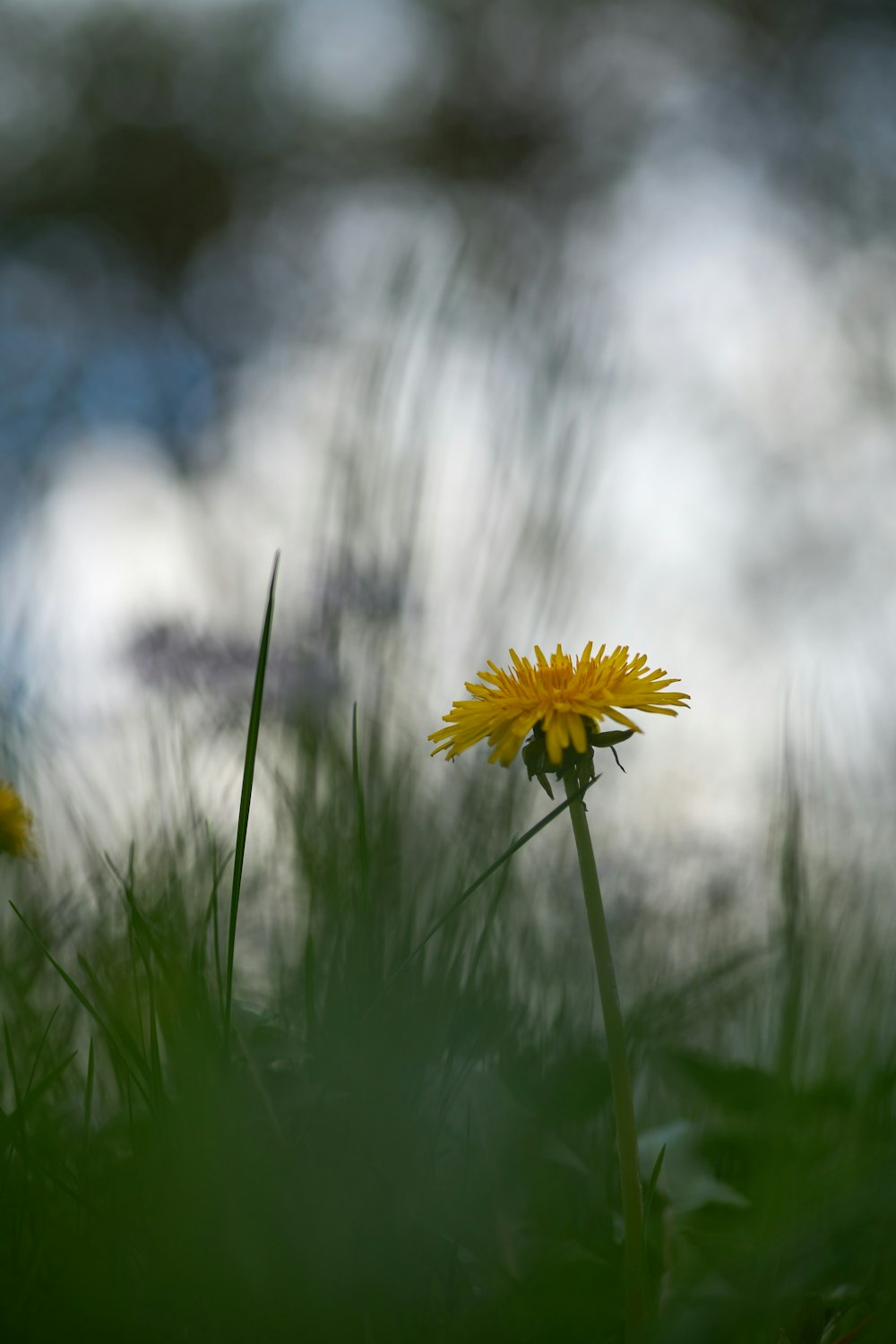 a yellow flower in a field